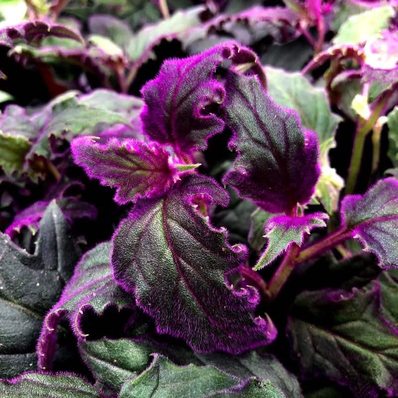 2 Purple Passion Plants Live for Planting, Gynura Aurantiaca Purple Velvet Passion Live Plants, 4-9 Inc Height, Royal Velvet Plant Indoor