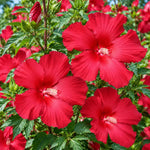 3 Hardy Hibiscus Live Plants, Flowering Shrub, Deep Red Blooms, 4-7"