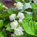 3 Maid of Orleans Sambac Jasmine Live Plants, Jasmine Plant Live, Sambac Jasmine, 4 to 6 Inc Tall, Tea Jasmine Fragrant Plant, Blooming Jasmine Plants