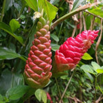 4 Awapuhi Shampoo Ginger Roots to Grow, Zingiber Zerumbet Fresh Ginger Rhizomes, Ginger Lily Red Pinecone Ginger Roots Perennial Garden