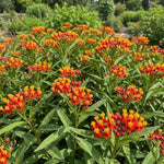 3 Red Milkweed Plant Live, Asclepias Tuberosa Butterfly Bush, 4-8"