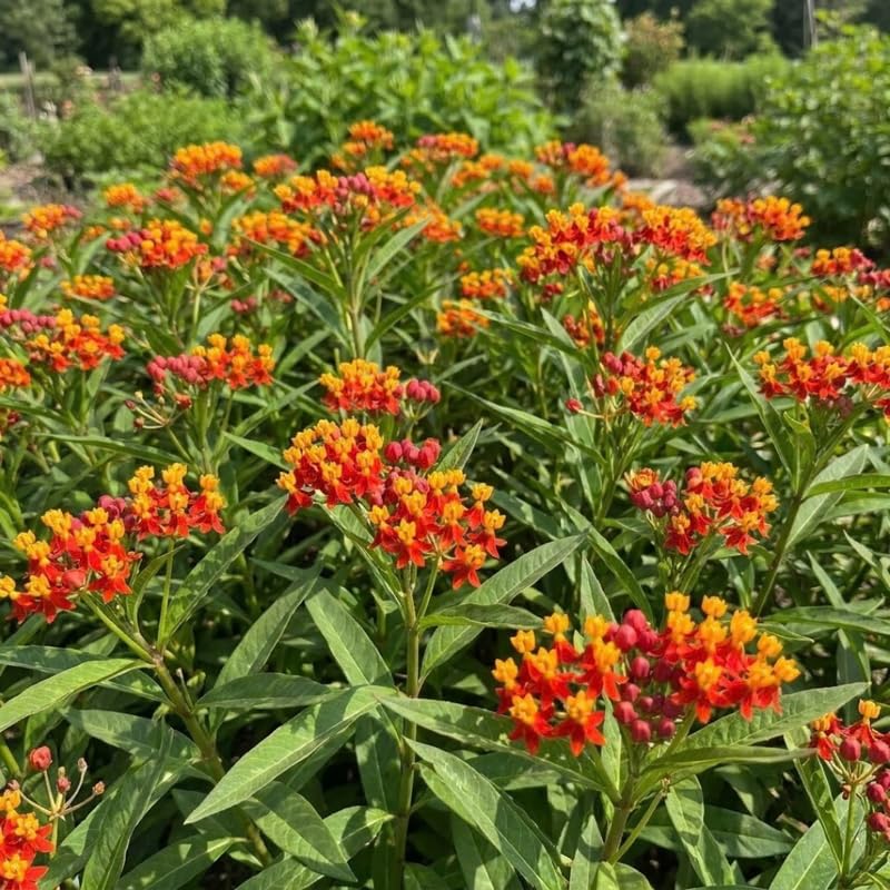 3 Red Milkweed Plant Live, Asclepias Tuberosa Butterfly Bush, 4-8"