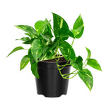 Live Pothos Plant, Pothos Live Plant from 5 to 7 Inc Tall, Houseplant Plant Gardening, 4 Inc Pot (Golden)