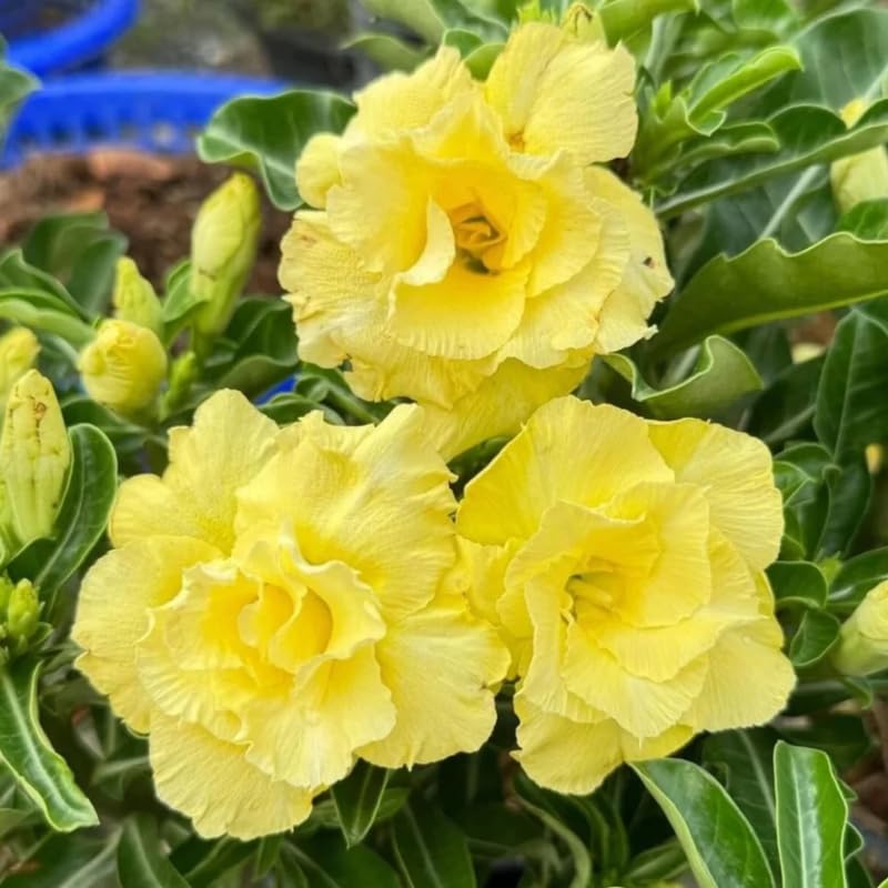 Double Yellow Desert Rose Plant Live, 4-7" Tall, Adenium Obesum Well-Rooted Succulent for Indoor Outdoor Displays