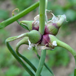 Green Walking Onions Live Plants in 4 Inch Pot, Live Egyptian Walking Onions for Planting, Heirloom Perennial Onion Bulb Plant for Outdoors, Containers, Easy to Plant
