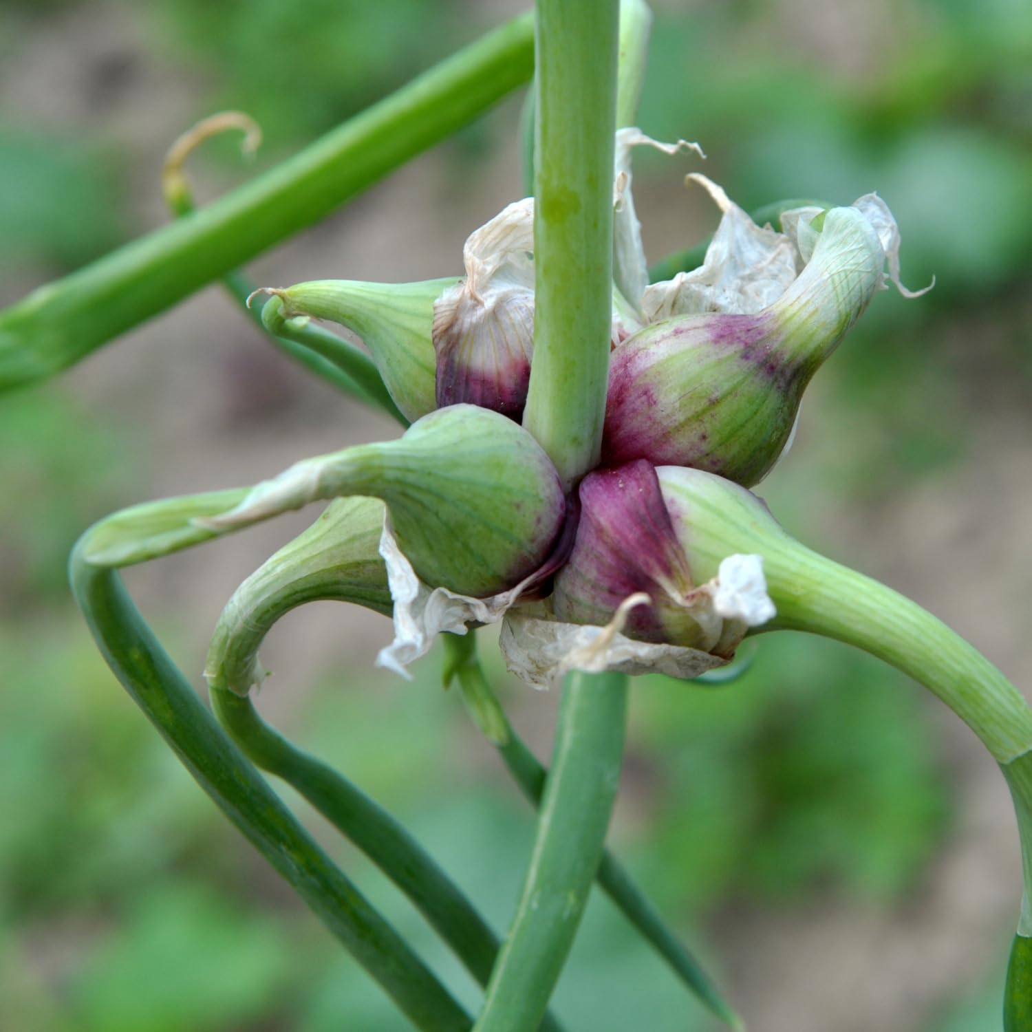 Green Walking Onions Live Plants in 4 Inch Pot, Live Egyptian Walking Onions for Planting, Heirloom Perennial Onion Bulb Plant for Outdoors, Containers, Easy to Plant