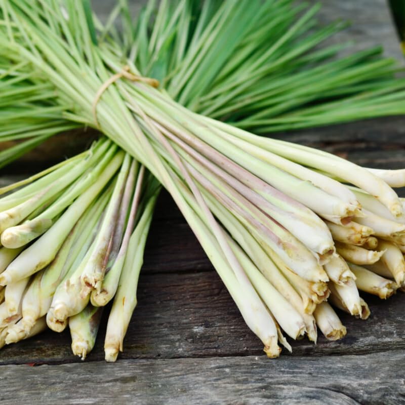 Set 6 Lemongrass Plants Live, Lemongrass Herbs Stalks, 4-8" Tall Well-Rooted for Culinary Gardens, Tropical Grass for Outdoor Landscapes