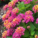4 Colorful Perennial Lantana Trees Live Plants, Random Blooms, Hardy and Long Blooming Seasons, Fragrant, 5-10" in Tall, Full Sun Growing
