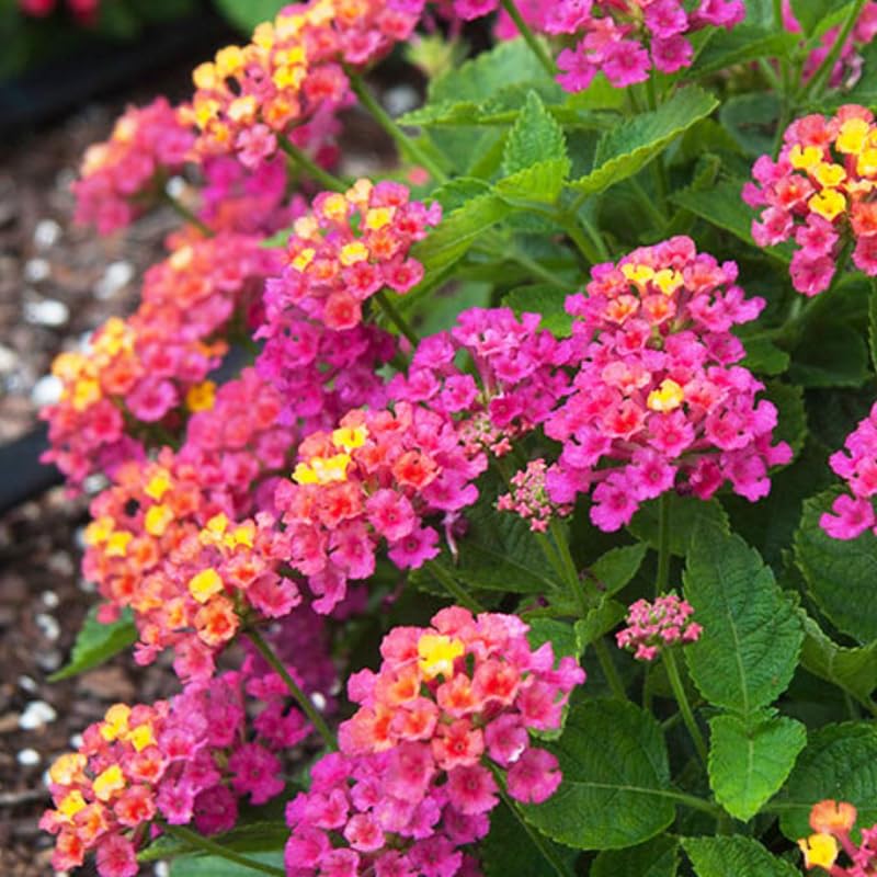 4 Colorful Perennial Lantana Trees Live Plants, Random Blooms, Hardy and Long Blooming Seasons, Fragrant, 5-10" in Tall, Full Sun Growing