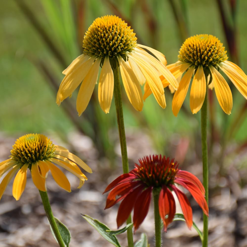 Mixed Echinacea Coneflower Plant, Coneflower Live Plant Perennial 3 Inch Pot