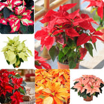 2 Poinsettia Plants Live, Assorted Poinsettia Flowers Christmas Decorations, Holiday Houseplant, Poinsettias Trees Plants, No Pot, 5-9" Tall