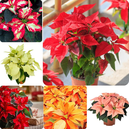 2 Poinsettia Plants Live, Assorted Poinsettia Flowers Christmas Decorations, Holiday Houseplant, Poinsettias Trees Plants, No Pot, 5-9" Tall