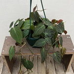 Velvet Philodendron Plant Live, Rare Tropical Variegated Live Indoor Houseplant, Starter Plants No Pot, 5-9" in Tall