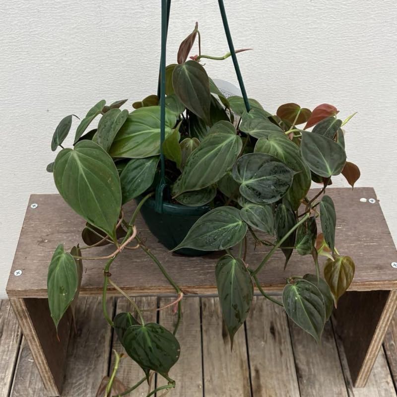 Velvet Philodendron Plant Live, Rare Tropical Variegated Live Indoor Houseplant, Starter Plants No Pot, 5-9" in Tall