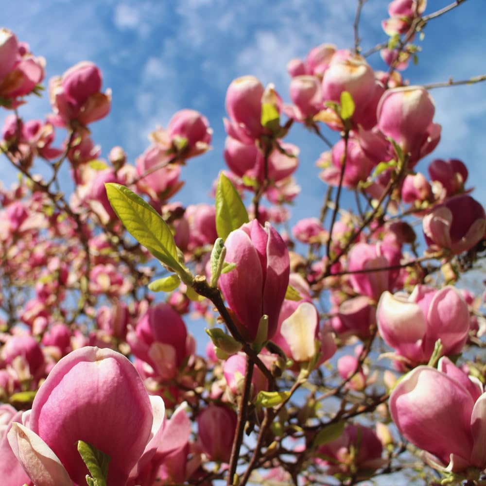 Magnolia Tree Live Plant, Ann Magnolia Plant Live, 5 to 8 Inches, Tropical Shrub Plants, 2.5 Inc Pot