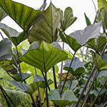 Elephant Ear Plants, Rare Colocasia Plant Live, Perennial Esculenta Taro Alocasia 4-8 Inch Tall, Indoor Outdoor Garden (Black Stem)