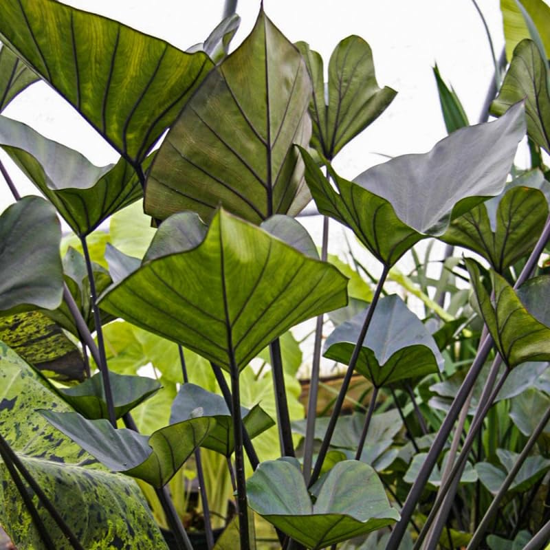 Elephant Ear Plants, Rare Colocasia Plant Live, Perennial Esculenta Taro Alocasia 4-8 Inch Tall, Indoor Outdoor Garden (Black Stem)