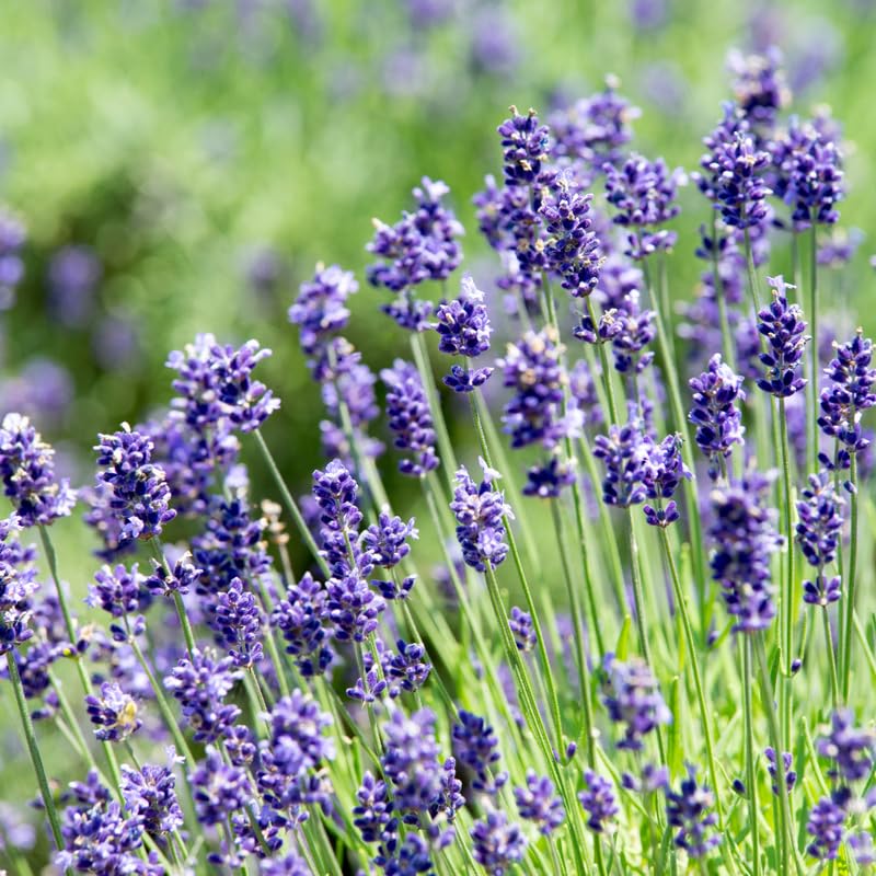 Pack 4 Lavender Plants Live, Lavandula Perennial Plants, 4-8" Height, Fragrant Perennial Flowers, No Pot (Blue Lavender)