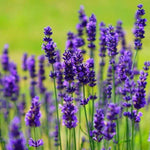 2 Lavender Plants Live, Lavandula Perennial Flower Plants Indoor Outdoor, Well Rooted Plugs 3 to 5 Inch Tall (Provence Lavender)