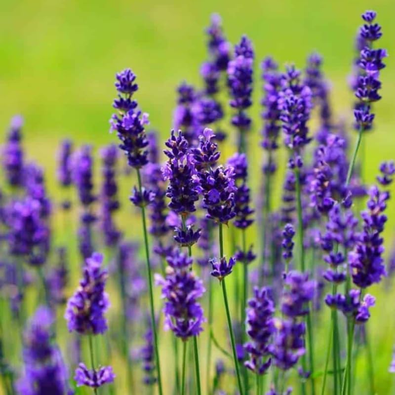Pack 4 Lavender Plants Live, Lavandula Perennial Plants, 4-8" Height, Fragrant Perennial Flowers, No Pot (Provence Lavender)