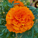2 Marigold Live Plants, Orange Marigold Plants Live, 4 Inc Pot