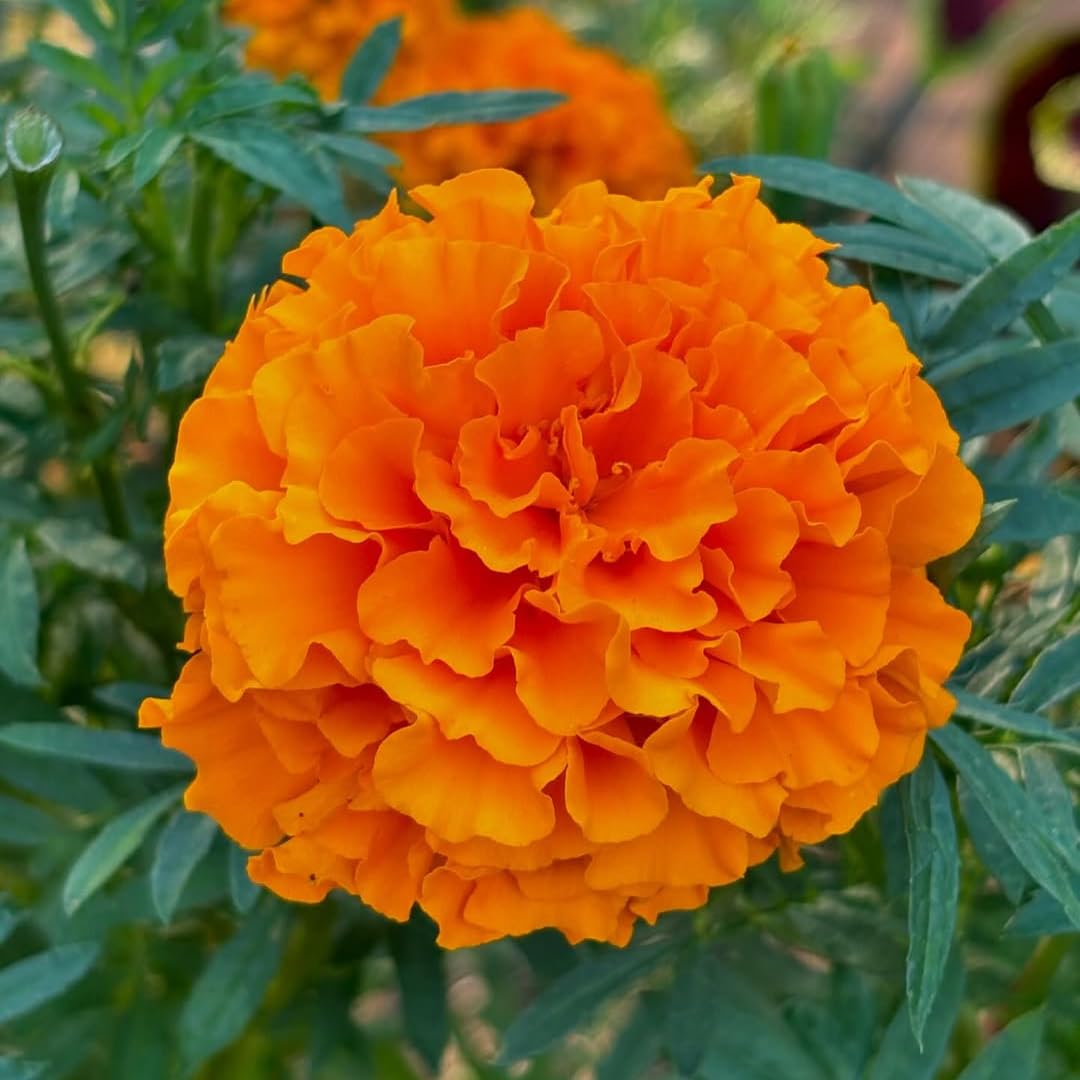 2 Marigold Live Plants, Orange Marigold Plants Live, 4 Inc Pot