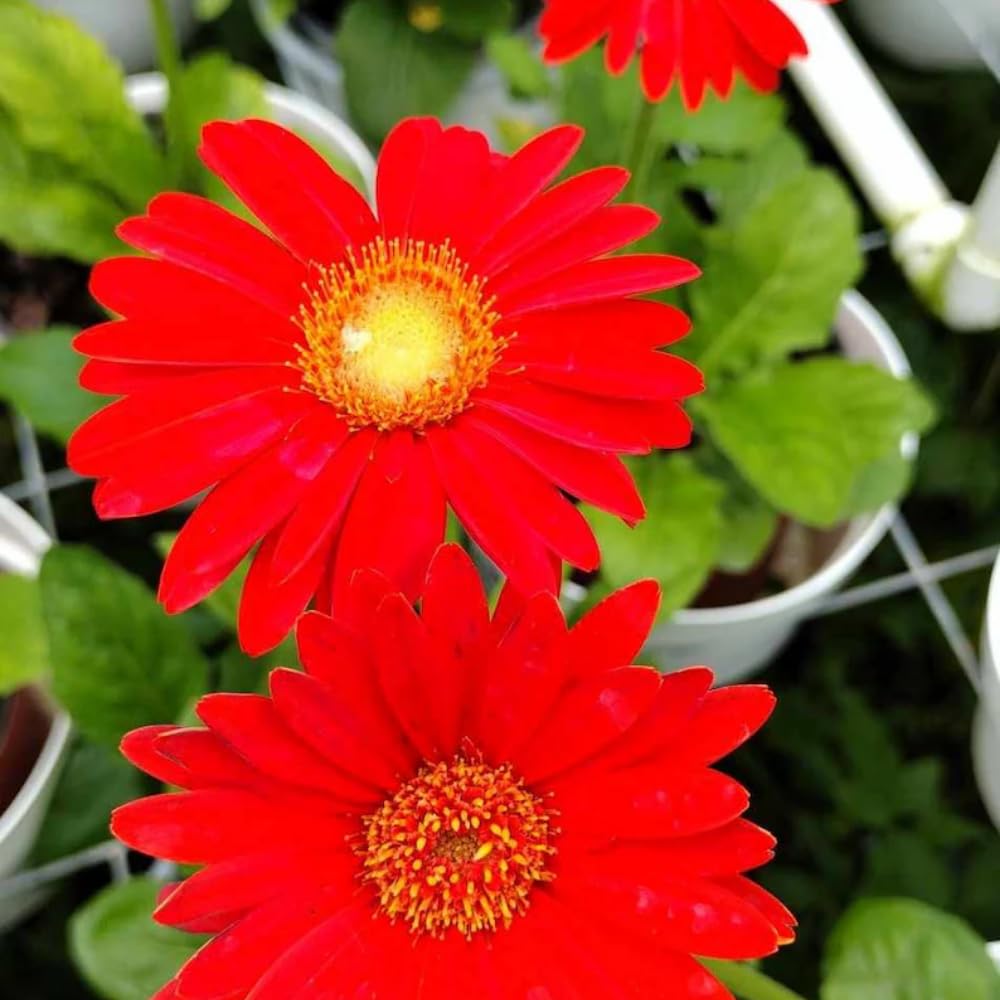 Pack of 2 Daisy Plants, Red Gerbera Daisy Live Plants, Gerbera Daisy Plants Live, 5 to 7 Inches Tall, Daisy Live Plant, Daisy Plants Live for Growing Outdoors, No Pot