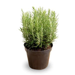 2 Rosemary Plants Live, 4 to 7 Inc in Height, Rosemary Plant Pot 4 Inc, Live Rosemary Plant Indoor Outdoor