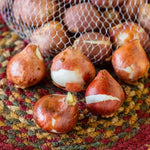 5 Tulip Bulbs for Spring Planting, Ice Cream Tulip Bulbs for Fall Planting, Flower Bulbs Growing