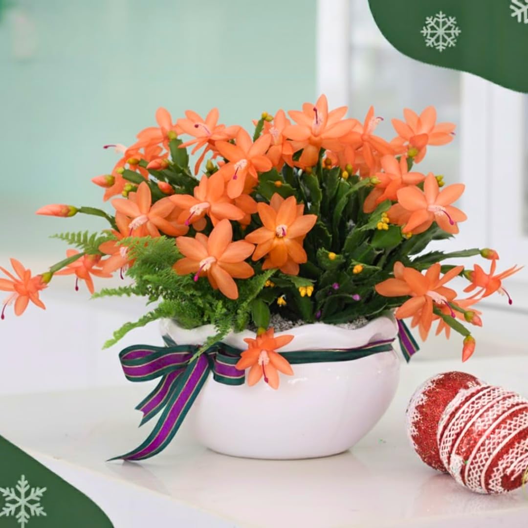 Christmas Cactus Plants Live, Thanksgiving Cactus Easter Cactus Like, 4-8 Inc Tall, Cold Hardy, Holiday Cactus for Indoor Outdoor Planting, Starter Size (Orange)
