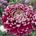 Dark Purple Mums Plants Live for Planting, 3-6" Tall Perennial Mum Plants, Vibrant Chrysanthemum Flowers Plant to Grow Outdoor Indoor Garden