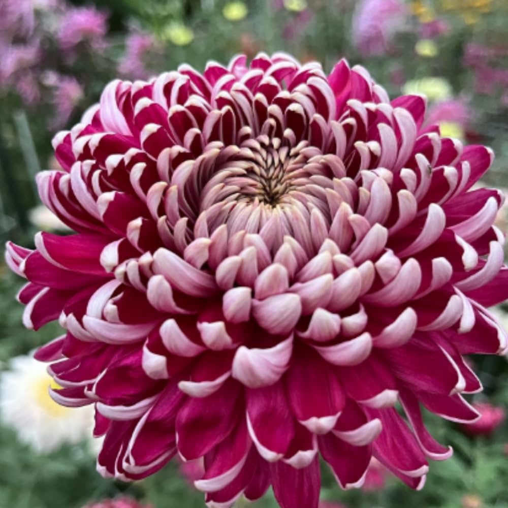 Dark Purple Mums Plants Live for Planting, 3-6" Tall Perennial Mum Plants, Vibrant Chrysanthemum Flowers Plant to Grow Outdoor Indoor Garden