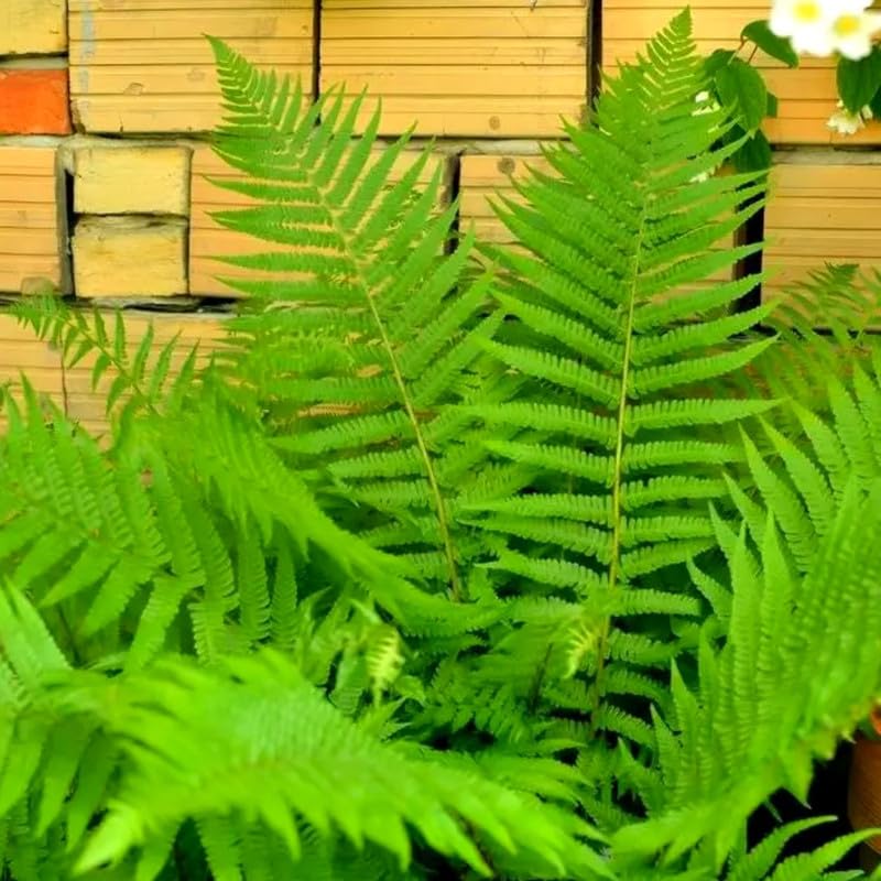 Cinnamon Fern Plants Live, 10 Bare Roots from 3 to 5 Inches Tall, Ferns Live Plants Outdoor