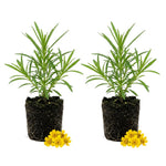 Pack of 2 Texas Tarragon Plants Live, Tarragon Live Plant, 4-6 Inc Tall, Herbs for Indoor Outdoor Growing