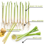 3 Lemon Grass Plants Live, Lemongrass Plants for Outside Planting, Fragant Herb Lemongrass Planting, 4-8 Inc Tall