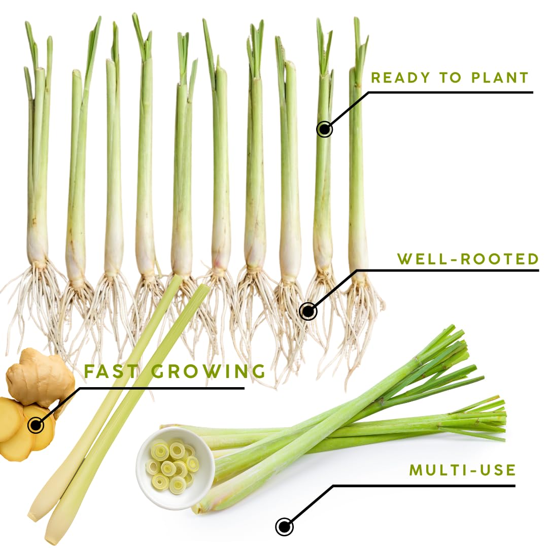 5 Large Lemon Grass Live Plants, Indoor Outdoor Lemongrass Herb Rooted Lemongrass Stalks, Zones 9-11 Spring Planting