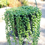 String of Pearls Plant Live, Rare Succulent Trailing Vine in Pot, Indoor Houseplant
