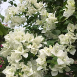 Combo 2 Bougainvillea Plants Live Trees, Outdoor Bougainvillea Plant for Trailing Flowering Vines or Bush Tree, 5-10” Tall, Well-Rooted Bougainvillea White