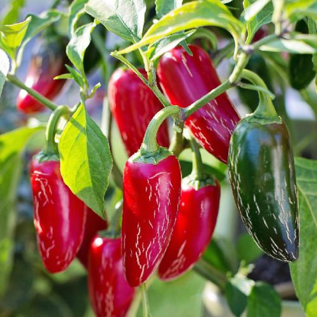 2 Plants Jalapeno Pepper Live Plants Per Pot, 100 Days Old Pepper Plant Well Rooted Seedlings, Hot Peppers for Year Round Harvesting