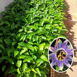 Pack 2 Passion Flower Plants Live, Passiflora Vine Well-Rooted, 5-7 Inch Tall Climbing Vine for Garden Trellises and Fences, No Pot (Blue Passion Flower)