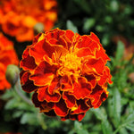4 Marigold Plants Live, Gold Red Marigold Live Plants, Marigold Plant Pot, 3 to 5 Inc Tall Live Marigold Plants for Garden