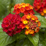 4 Lantana Plants Live for Planting Indoor Outdoor, 4-8" Tall, Fragrant Lantana Live Plant, Trailing Lantana Flowers Perennial (Red Lantana)