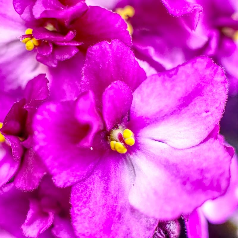 Pink White African Violet Live Plant, 4 Inch Pot African Violets Live Plant, Live Afican Violets Plants, Pink Flowering African Violets Live Plants Indoor Garden, Perennial Live African Violet Plants