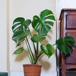 Green Monstera Plant Live, Monstera Live Plant, Houseplants, 5 to 7 Inc Tall for Gardening