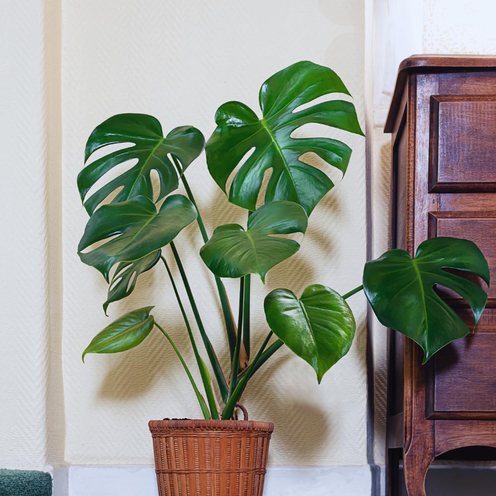 Green Monstera Plant Live, Monstera Live Plant, Houseplants, 5 to 7 Inc Tall for Gardening