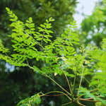 2 Moringa Plants Live, Dwaft Moringa Trees Plants Live Gardening, 6 to 8 Inches
