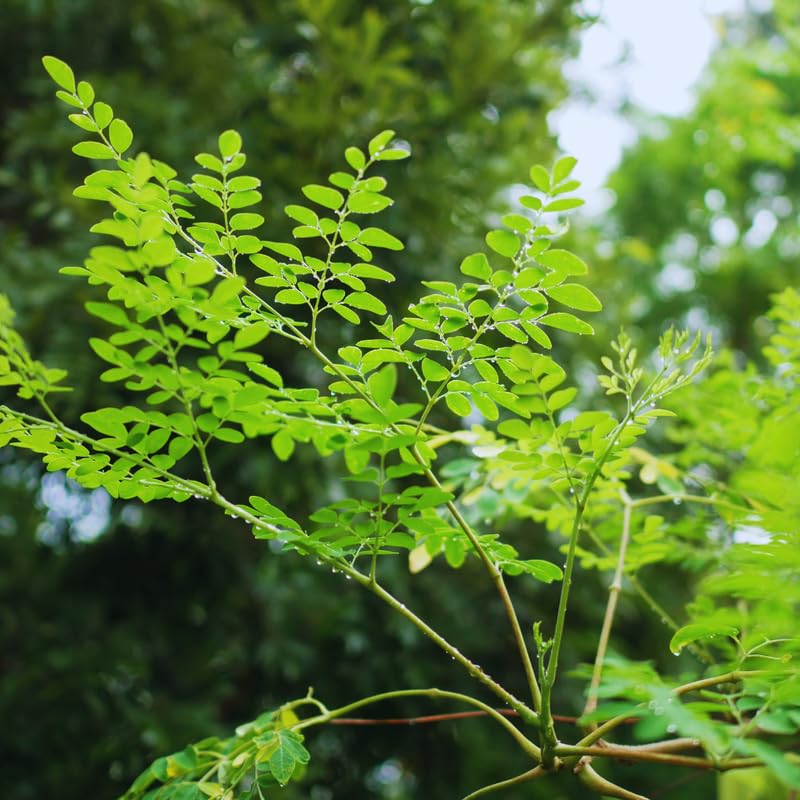 2 Moringa Plants Live, Dwaft Moringa Trees Plants Live Gardening, 6 to 8 Inches