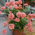 Salmon Geranium Live Plant 4'' Pot, Flowering Geranium Well Rooted 3-6'' Tall, Outdoor Patio, Balcony or Container Garden Plants, 2 Plants per Pot