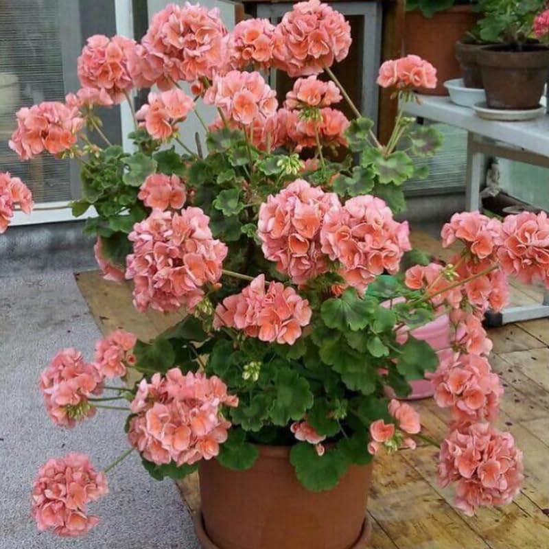 Salmon Geranium Live Plant 4'' Pot, Flowering Geranium Well Rooted 3-6'' Tall, Outdoor Patio, Balcony or Container Garden Plants, 2 Plants per Pot