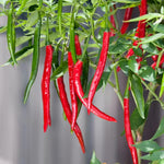 2 Long Thin Pepper Live Plants Per Pot, 100 Days Old Pepper Plant Well Rooted Seedlings, Hot Peppers for Year Round Harvesting